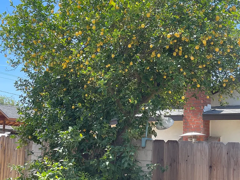 1315 Cardinal St — Photo 24