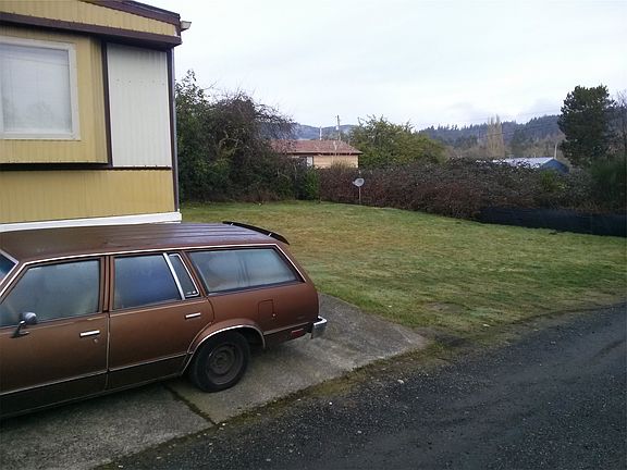 LARGE yard, plums & blackberries