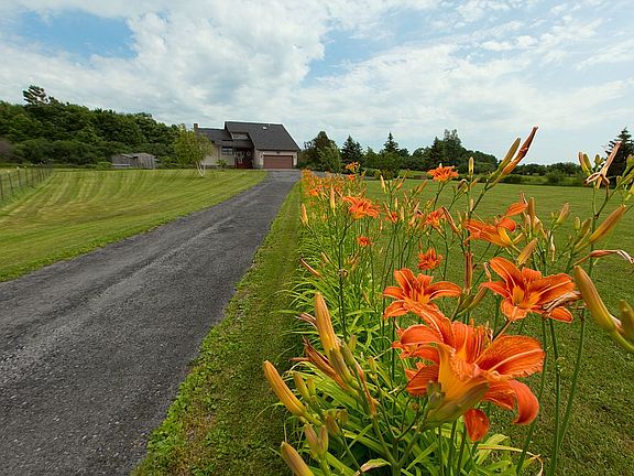 Day lilies line the driveway