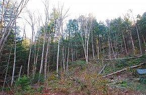 Hardwood and softwood