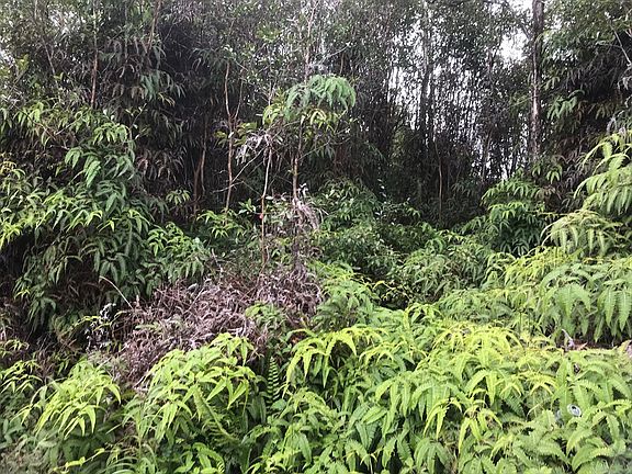 3rd image of 11-3169 Plumeria St Lot 6606