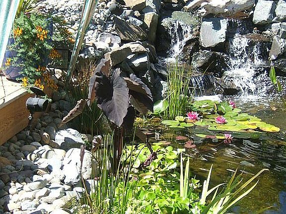 Pond