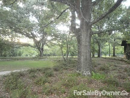 View of shade oaks in back yard