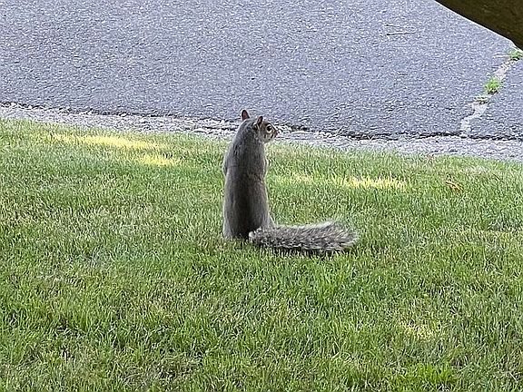 Resident Squirrel