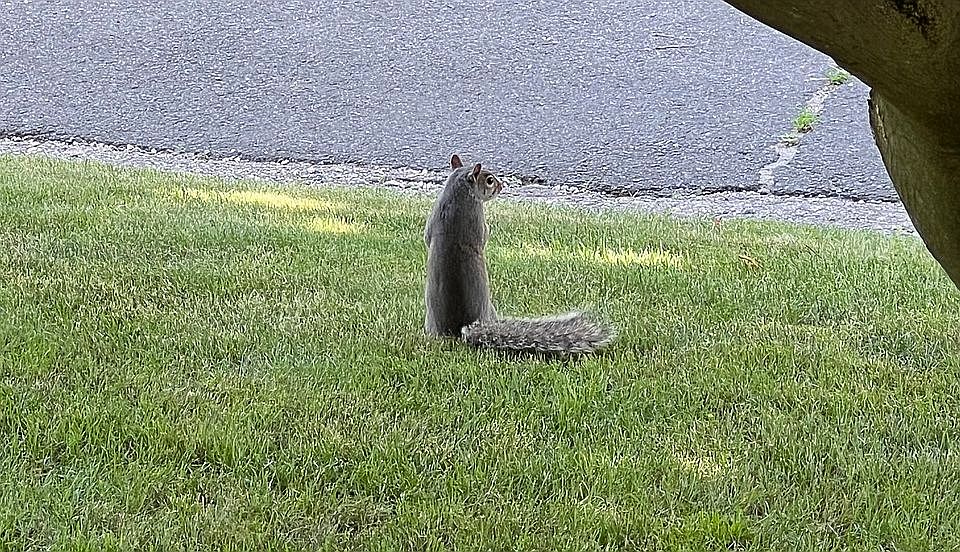 Resident Squirrel