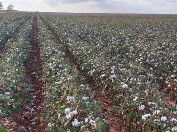 0 County Road 305, Brownfield, TX 79316