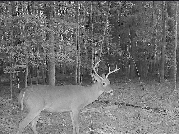 5th image of 10 Ac Groton Woods Woods Tract A