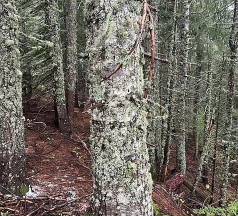 2nd image of Forest Rod 2820 #100