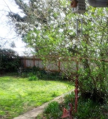 Back yard