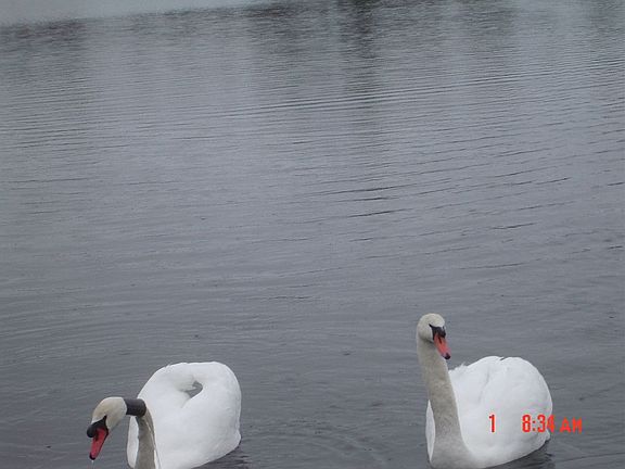 Near Mill Pond 