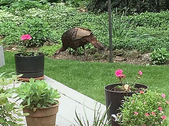 turky out back