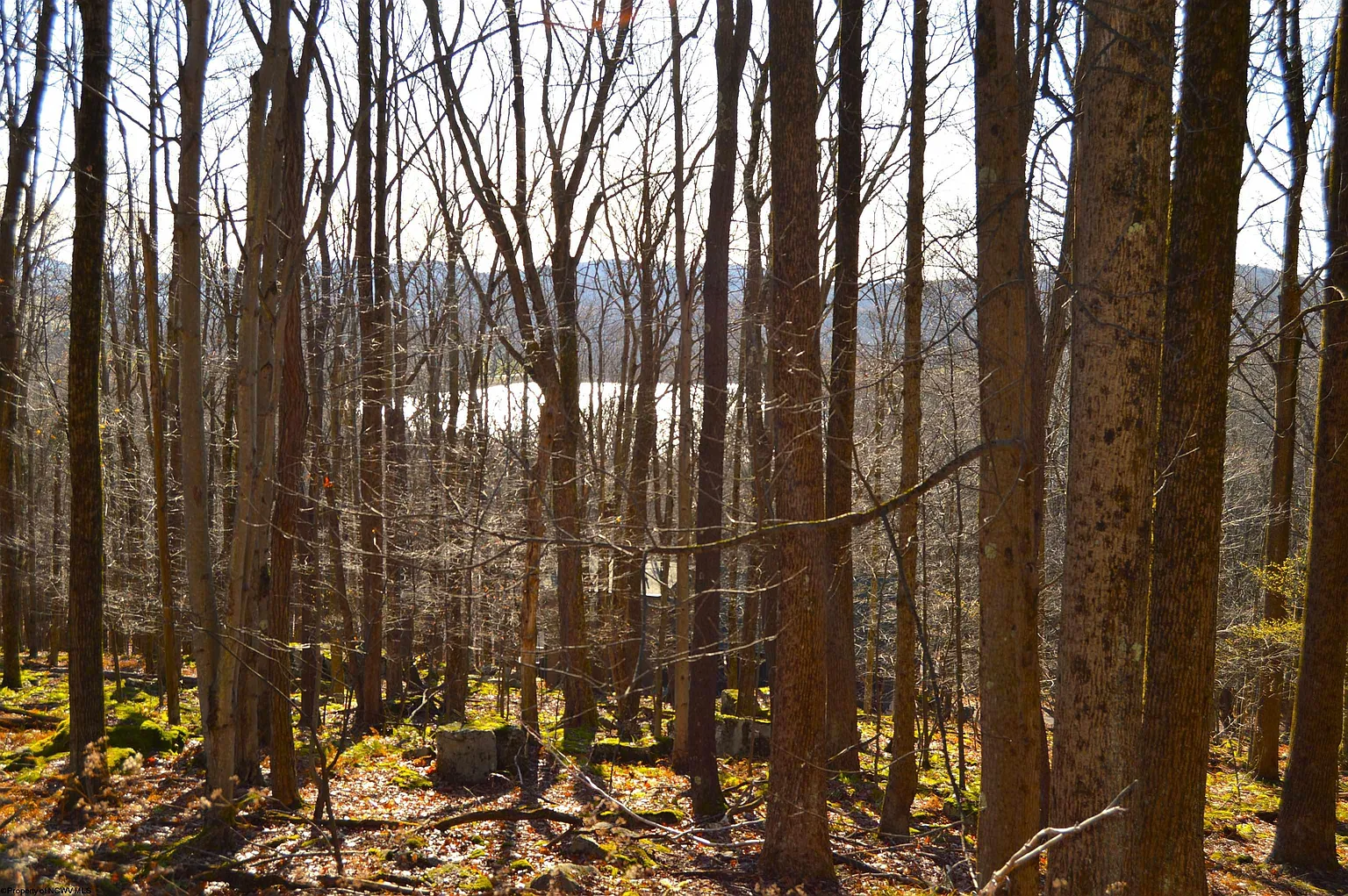 154 Daisy Dr photo 1