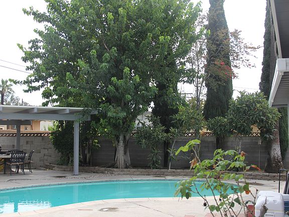 Black berry and loquat tree