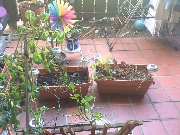 Backyard Patio