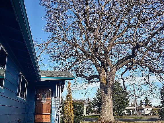 glorious garry oak tree