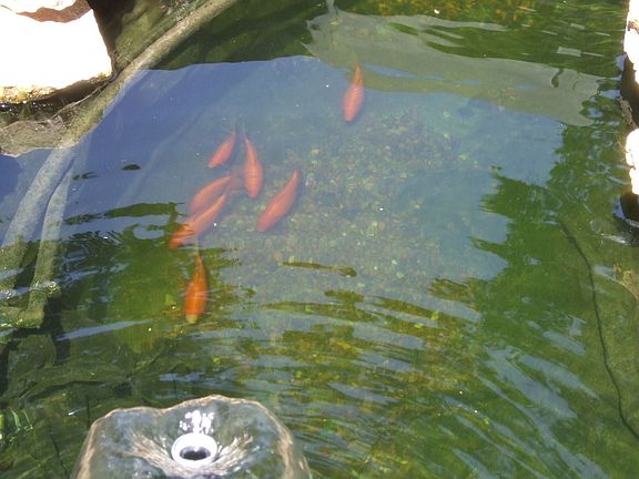fish pond