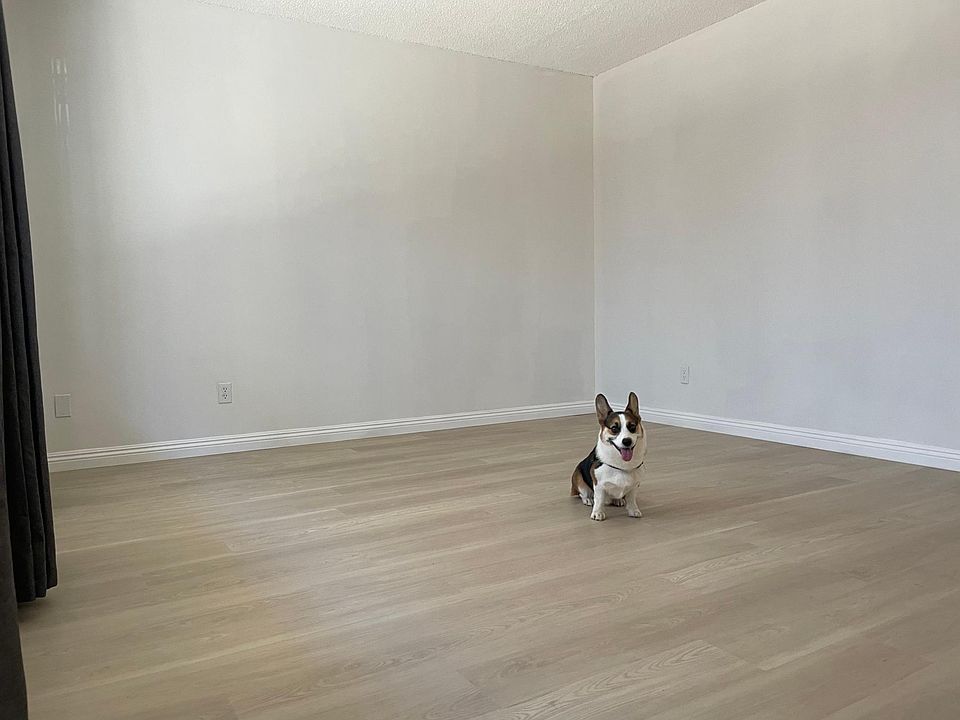 Living room view from entry *corgi not included with rental, shown for unit size reference only*