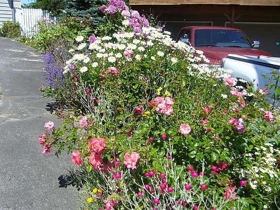 easy care gardens