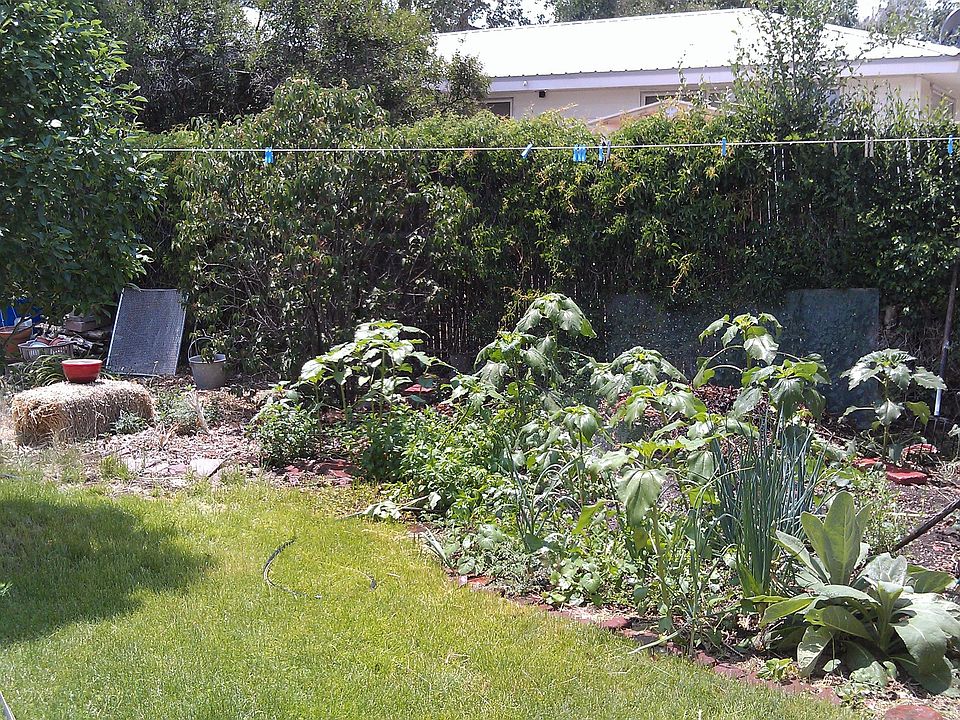 back yard