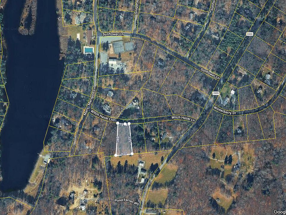 2nd image of Witch Hazel Ln