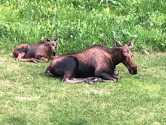 Backyard with Cow moose and calf who spent the night!