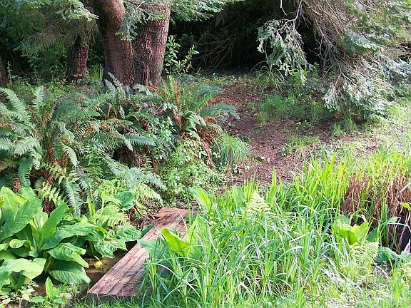 creek, Sitka spruce, hemlock
