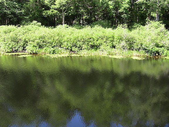 front of stream