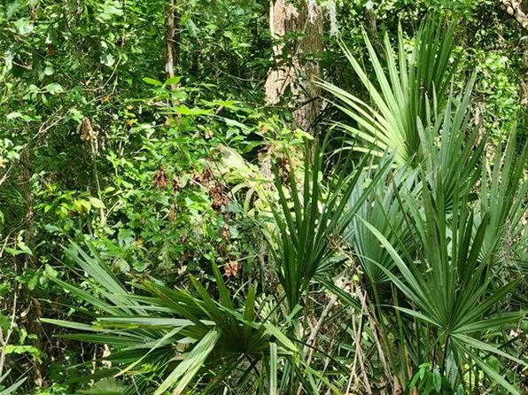 (undisclosed Address), Brooksville, FL 34601