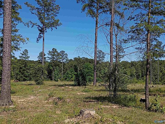 2nd image of TRACT-12C Thirteen County Rd #711