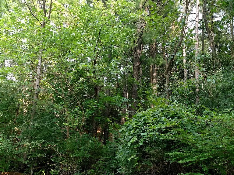 Back yard wooded