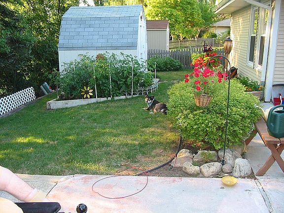 Fenced backyard with shed