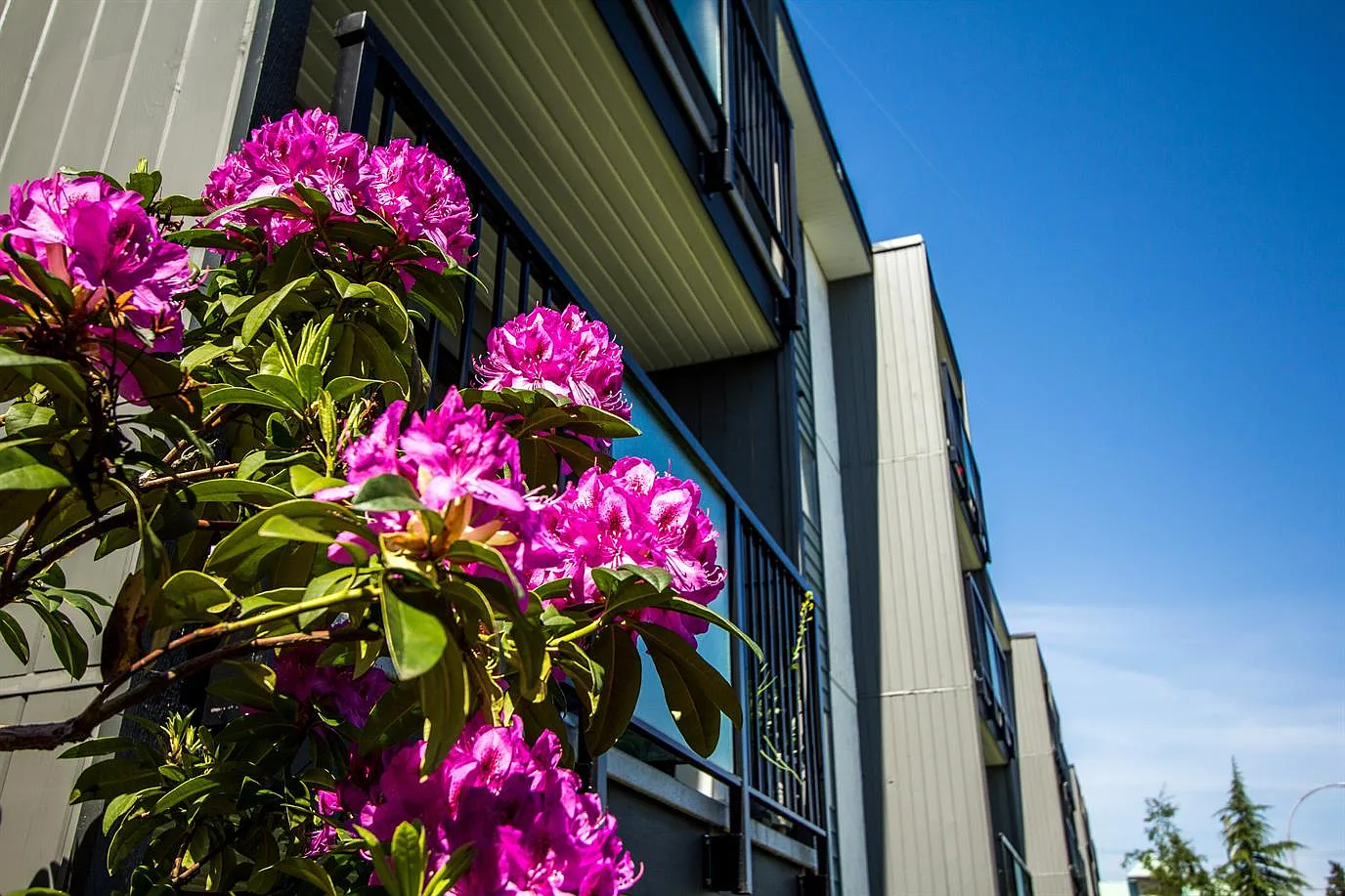 Barons Villa Apartments — Photo 4