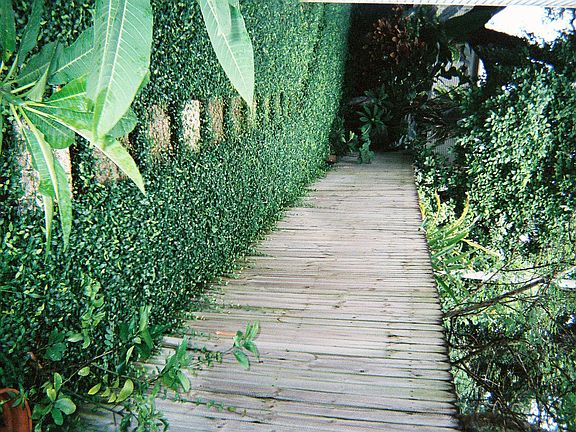 Sideyard