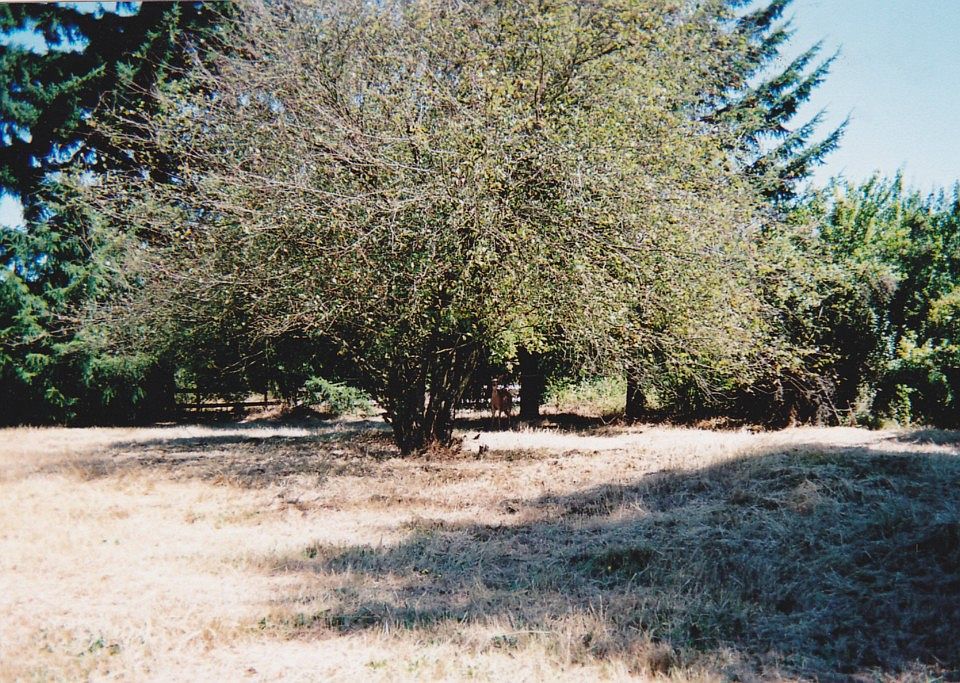 2nd image of 20512 Grand Mound Way SW
