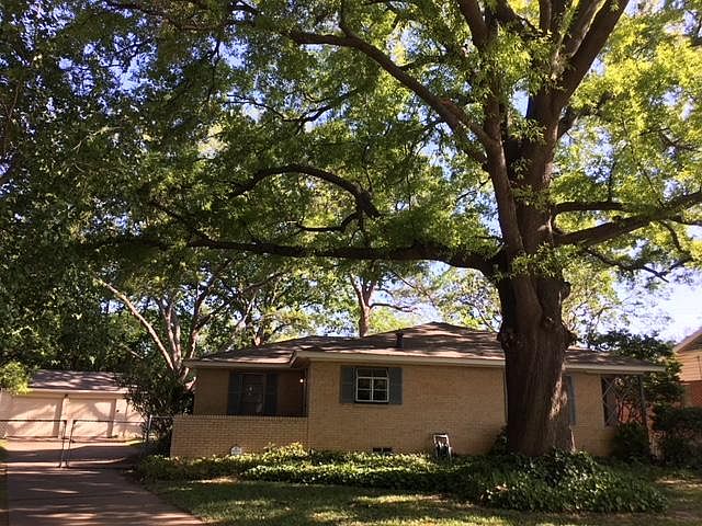 large shade trees