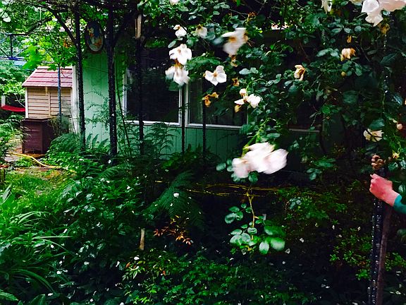 Rose arbor