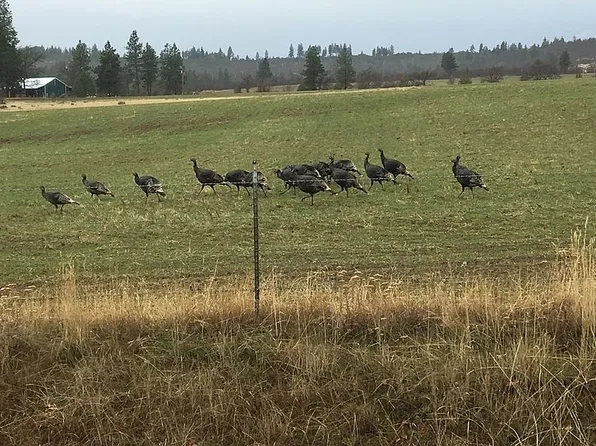 3 D Pine Rd, Goldendale, WA 98620