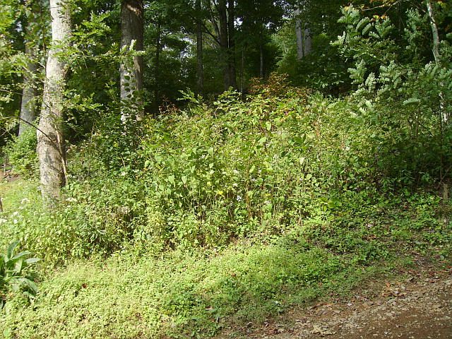 2nd image of 832 Big Horse Creek Rd