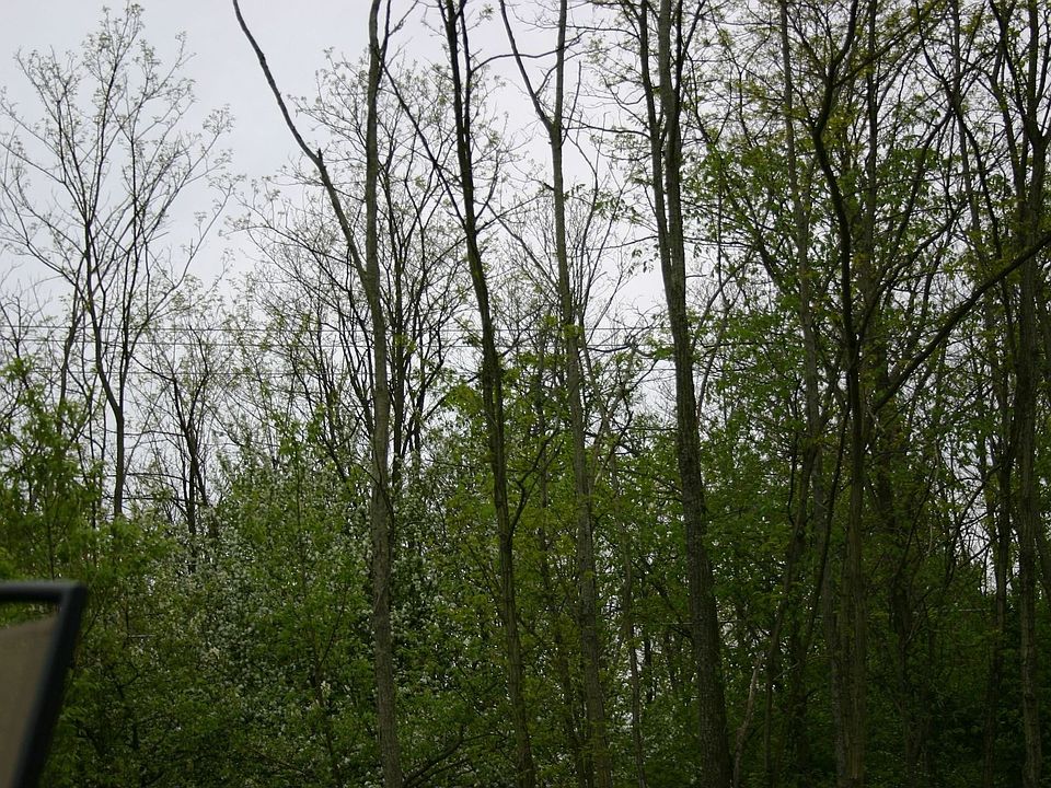 back yard tree preserve