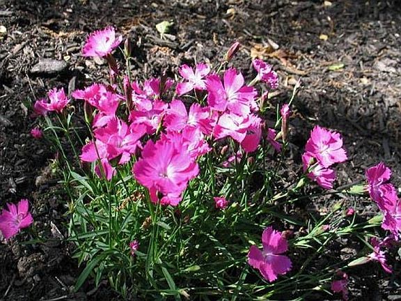 Gorgeous flowers