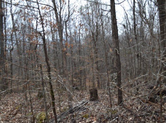 3rd image of 87/AC Boles Rd