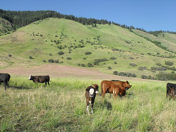 33 acres of flat pasture