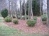 Beautiful landscaped natural area with azaleas