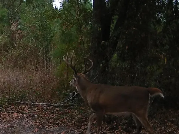 0 Cumbie Rd, Climax, GA 39834