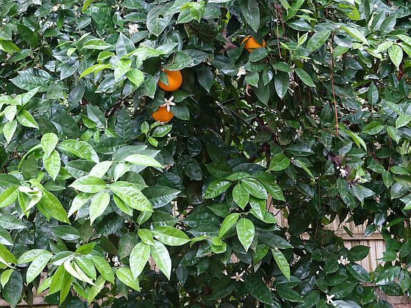 Orange Tree