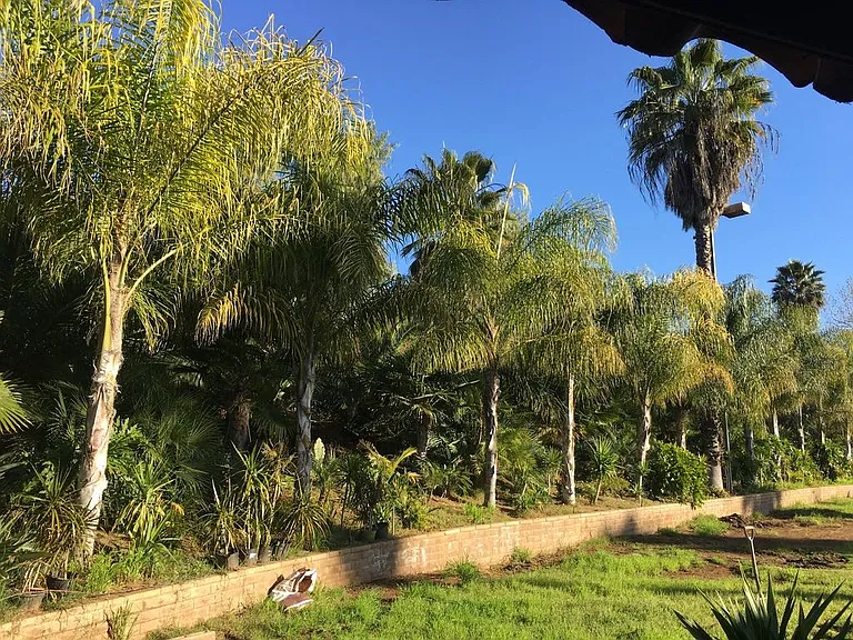 lush tropical landscaping in large back yard of property