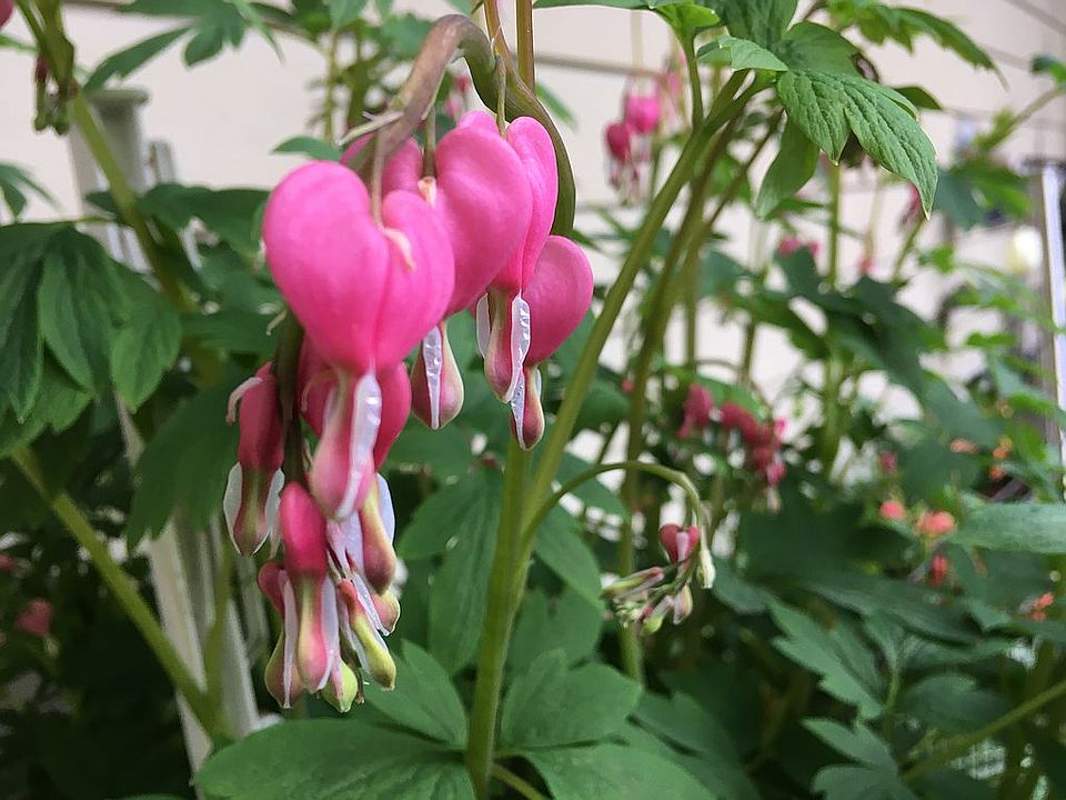 Bleeding heart at front door