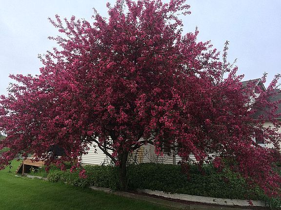 Cherry tree outside kitchen