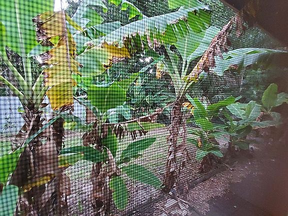 Banana plants in the yard