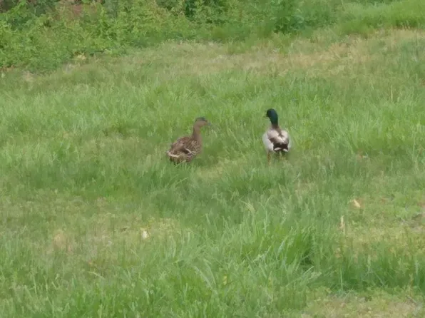 9 White Oak Dr, Chester, IL 62233